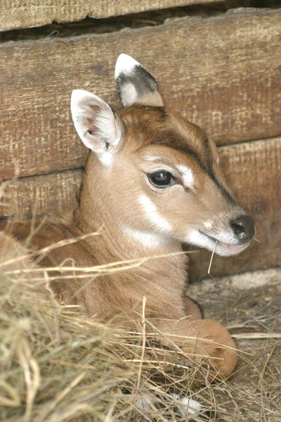 若い鹿 — ストック写真