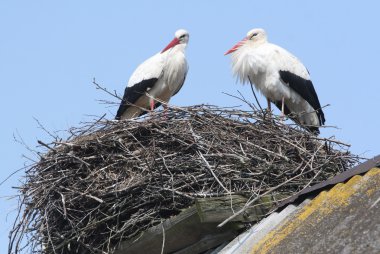 Storks in nest on roof clipart
