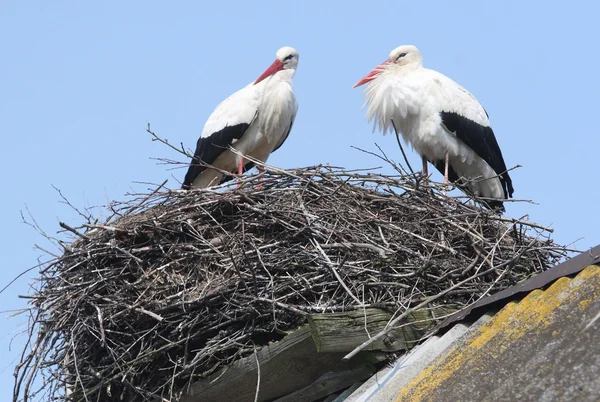 stock image Storks in nest on roof