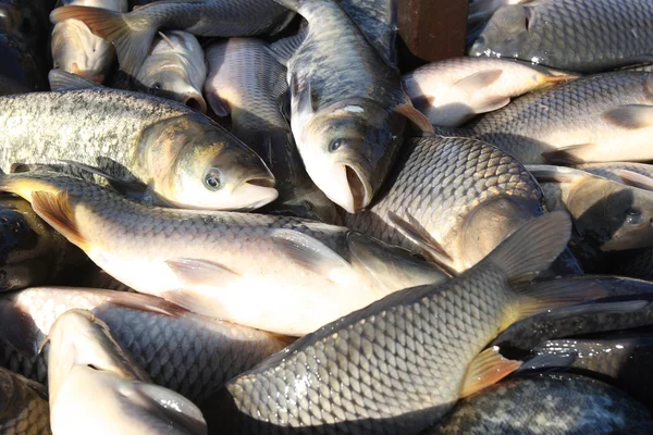 Chytání živých ryb — Stock fotografie