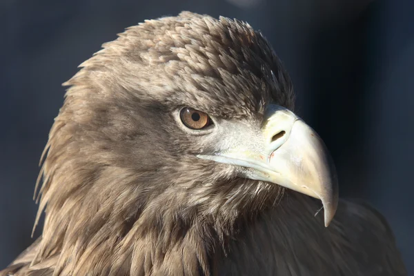 Stock image Golden eagle