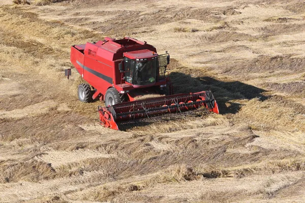 Mısır tarlasını hasat eden makine. — Stok fotoğraf