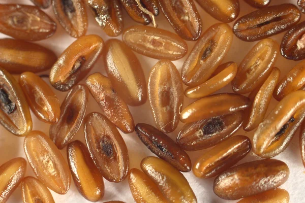Neobvyklé semena — Stock fotografie