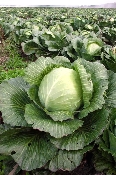 stock image Cabbage on a floor