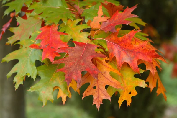 stock image Autumn bouquet