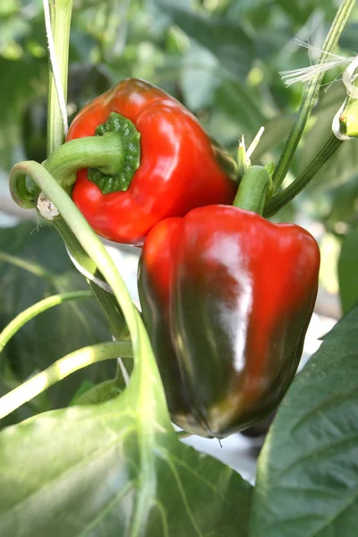 Stock image Green and red peppers