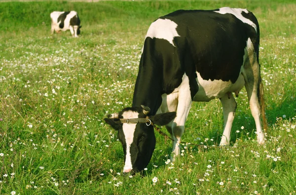 Δύο αγελάδες που βόσκουν σε ένα λιβάδι Royalty Free Εικόνες Αρχείου