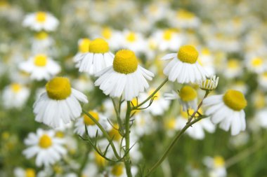 Camomile medicinal clipart