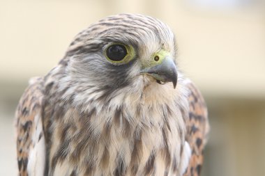 Nestling of falcon is a kestrel clipart