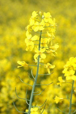 Tecavüz (Brassica napus)