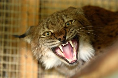 Aggressive lynx clipart