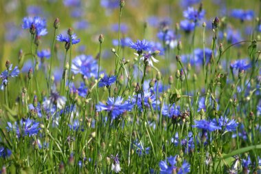 Lawn with cornflowers clipart