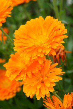 Medicinal calendula clipart