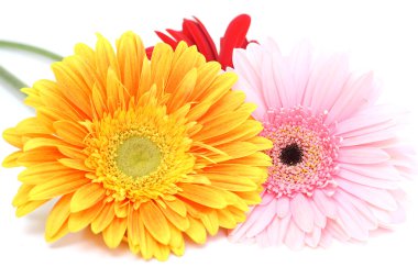 buket Gerbera'lardan