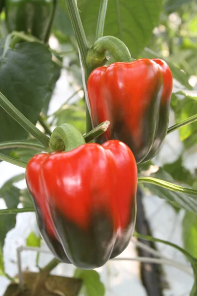 stock image Green and red peppers