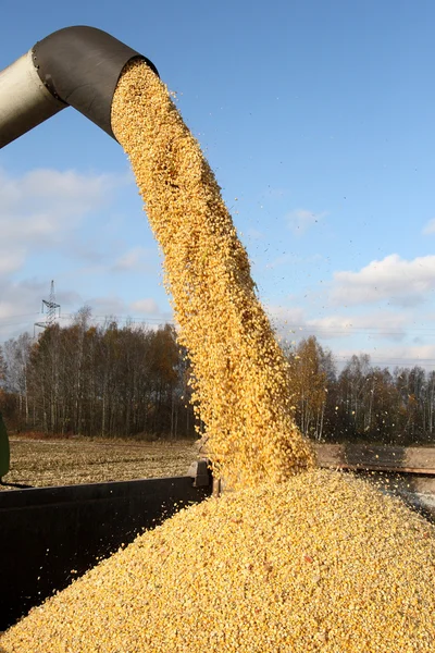 Комбайн збирає урожай кукурудзи — стокове фото