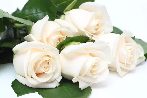 Bouquet de roses crème — Photo