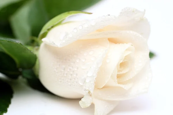 Бутон кремовой розы — стоковое фото