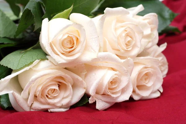 Bouquet of cream roses — Stock Photo, Image