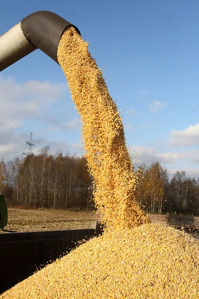 Kombinovat, sklízení úrody kukuřice — Stock fotografie