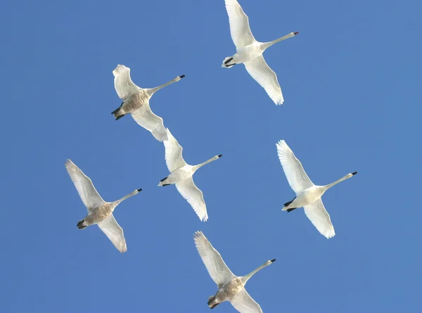 stock image White swans