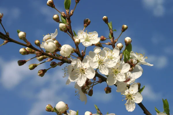 Jarní květy třešňový strom — Stock fotografie