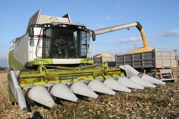 Combine harvesting a corn crop — Stock Photo, Image