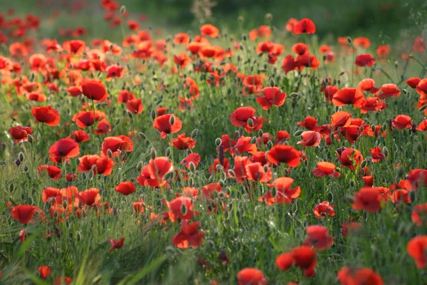 stock image Field of poppies