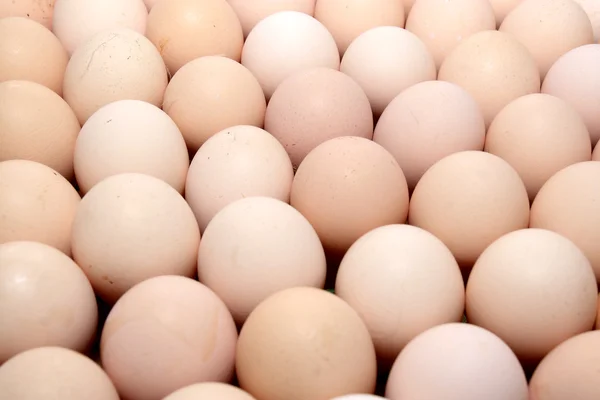 stock image Eggs