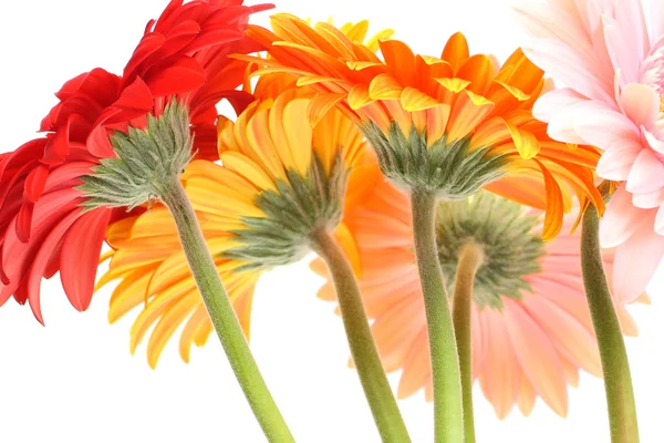 Bukiet gerbera daisies — Zdjęcie stockowe