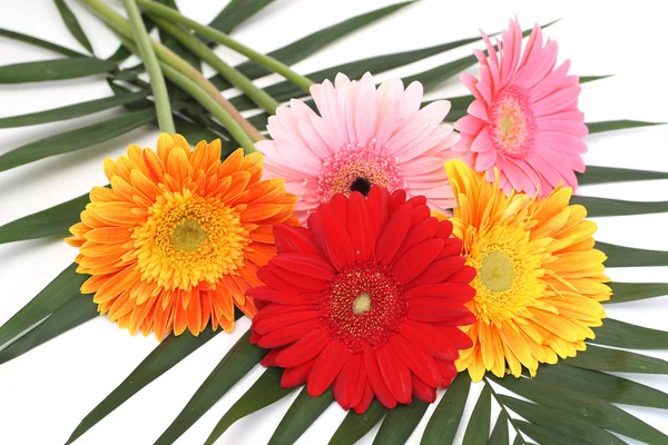 Bouquet gerbera daisies — Stock Photo, Image
