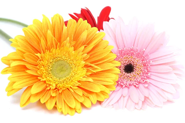 花束 gerbera のヒナギク — ストック写真