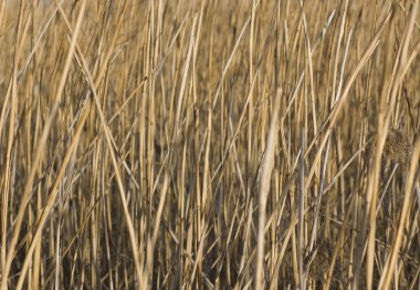 dreid reed ile arka plan