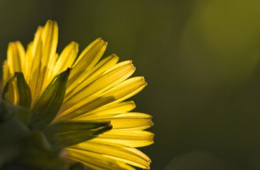 Background with dandelion clipart