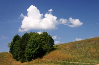 ağaçlar ve bulutlar