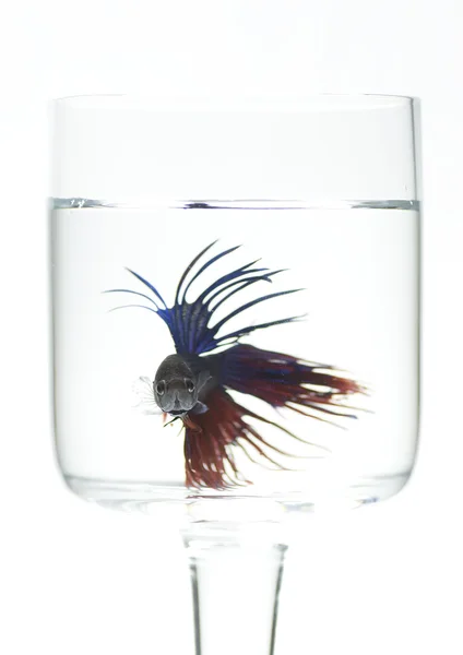 Siamesisk fisk i glas - Stock-foto