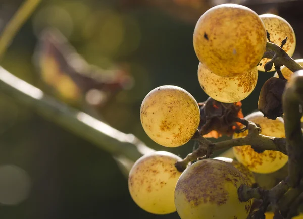 Куча дикого винограда — стоковое фото