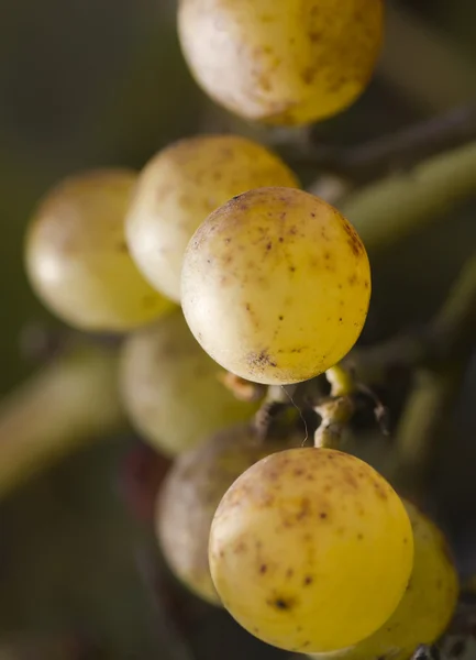 Bunch of wild grape — Stock Photo, Image