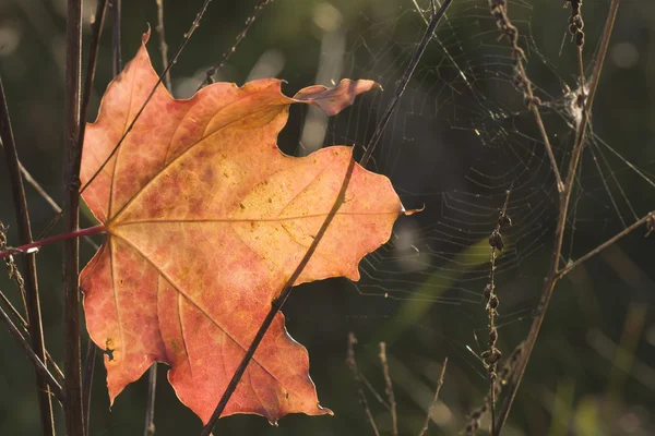 秋のカエデの葉のトラップ — ストック写真