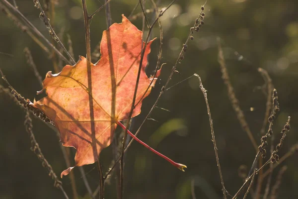 Hoja de arce de otoño atrapada —  Fotos de Stock