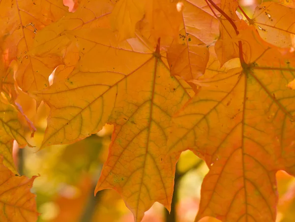 オレンジカエデの葉 — ストック写真