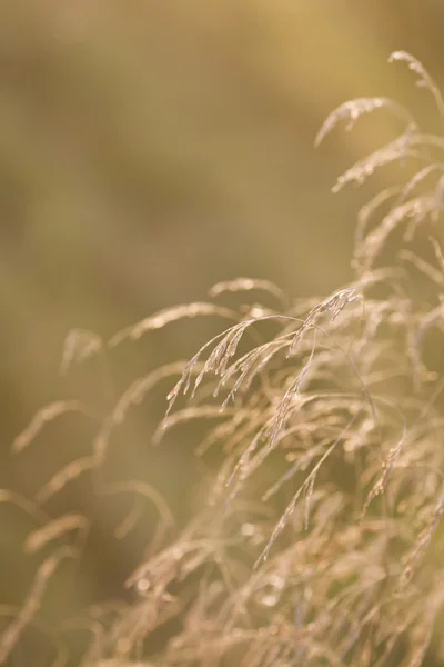 乾的草与有限的重点 — 图库照片