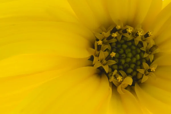 Sonbaharın sarı çiçek — Stok fotoğraf
