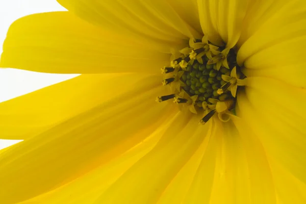 Fleur jaune d'automne — Photo