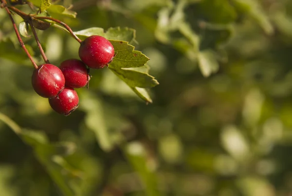 Hawthorn - fruit of autumn — Stock Photo, Image