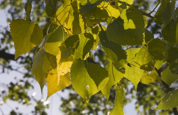 秋のポプラの葉 — ストック写真
