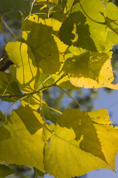 秋のポプラの葉 — ストック写真