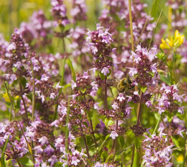 stock image Bee in the marjoram