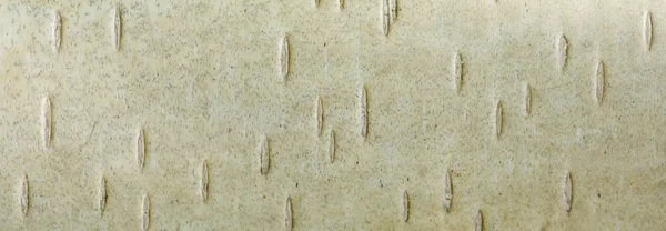 Σημύδα φλοιός桦树皮 — Φωτογραφία Αρχείου