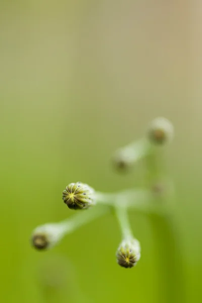 꽃 봉 오리 — 스톡 사진